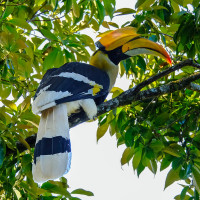 Great Hornbill